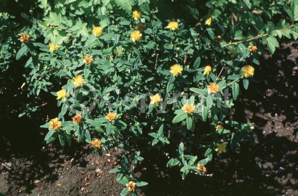 Yellow blooms; Evergreen; Semi-evergreen; North American Native