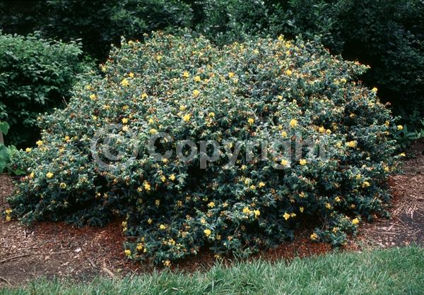 Yellow blooms; Evergreen; Semi-evergreen; North American Native