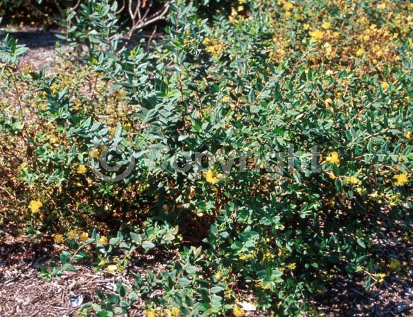 Yellow blooms; Semi-evergreen