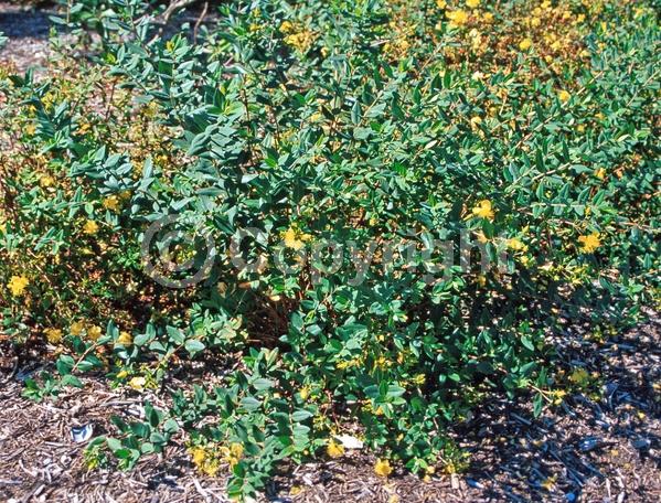 Yellow blooms; Semi-evergreen