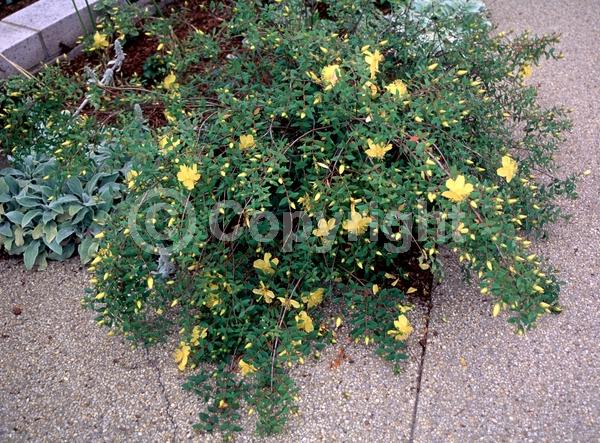 Yellow blooms; Semi-evergreen