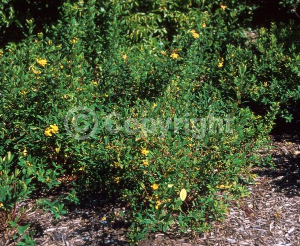 Yellow blooms; Semi-evergreen