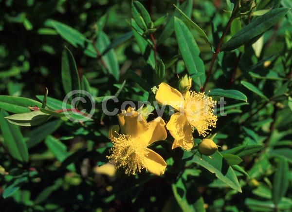 Yellow blooms; Semi-evergreen