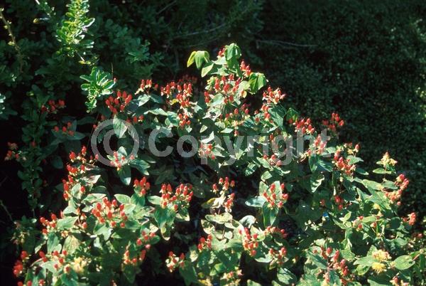Yellow blooms; Deciduous