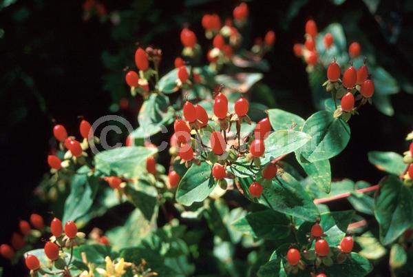 Yellow blooms; Deciduous
