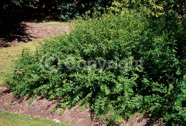 Yellow blooms; Deciduous