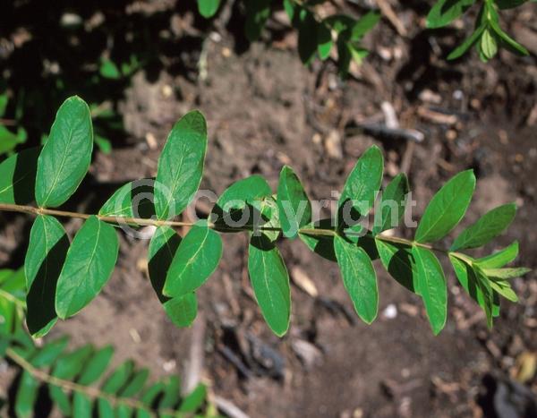 Yellow blooms; Deciduous