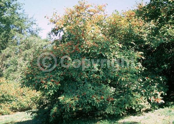 Yellow blooms; Deciduous