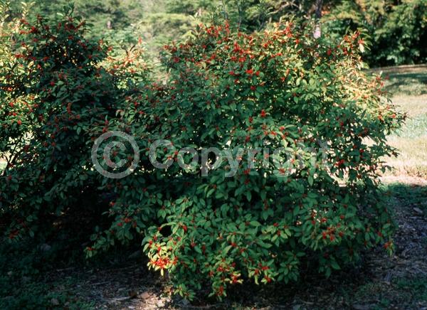 Yellow blooms; Deciduous