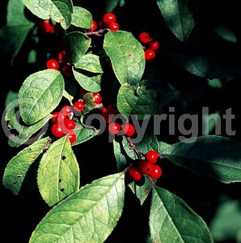 Yellow blooms; Deciduous