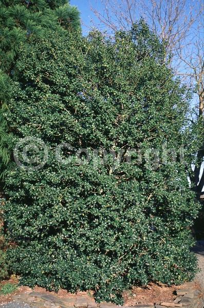 Yellow blooms; Evergreen