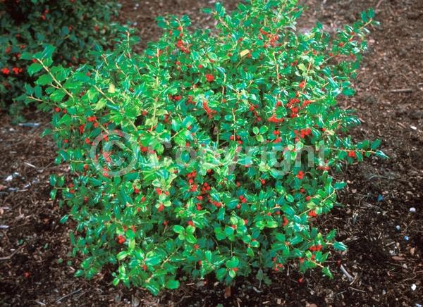 White blooms; Evergreen; Needles or needle-like leaf