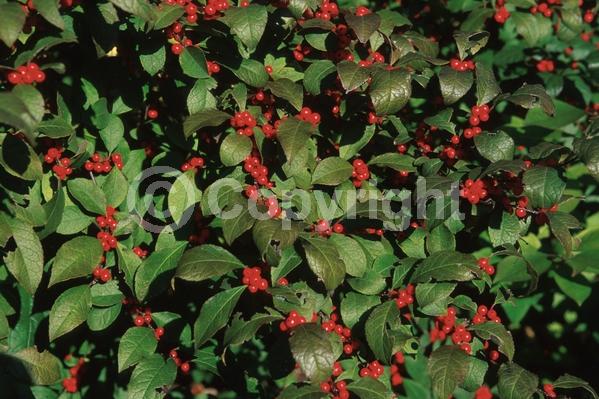 Yellow blooms; Deciduous