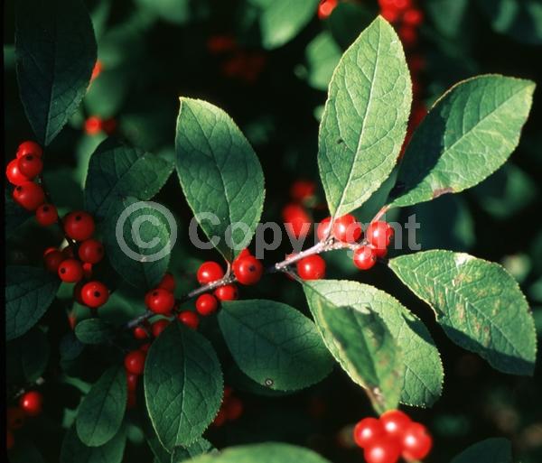 Yellow blooms; Deciduous