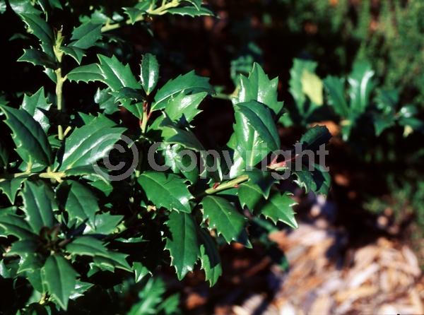 White blooms; Evergreen; Needles or needle-like leaf