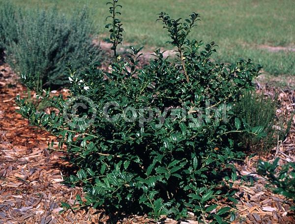 White blooms; Evergreen; Needles or needle-like leaf