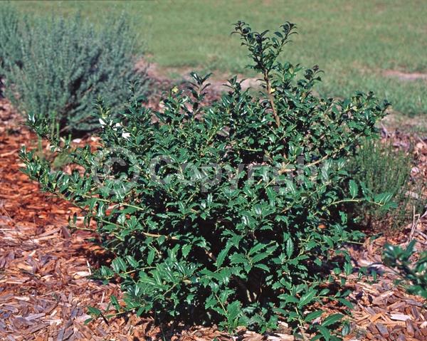 White blooms; Evergreen; Needles or needle-like leaf