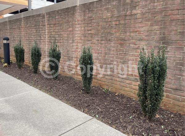 White blooms; Evergreen