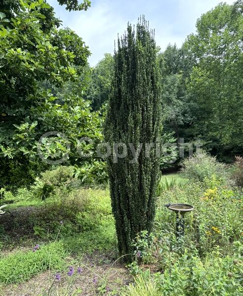 White blooms; Evergreen