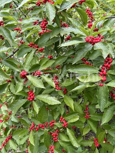 White blooms; Deciduous; North American Native