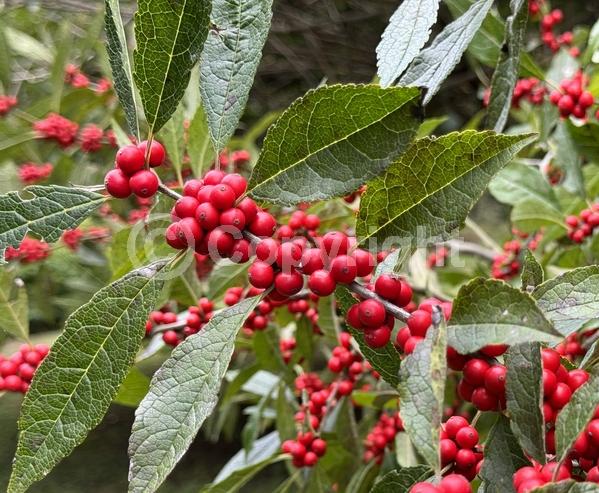 White blooms; Deciduous; Broadleaf; North American Native