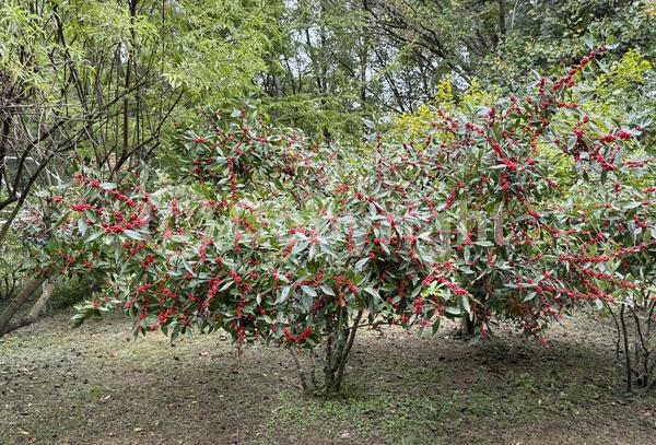 White blooms; Deciduous; Broadleaf; North American Native
