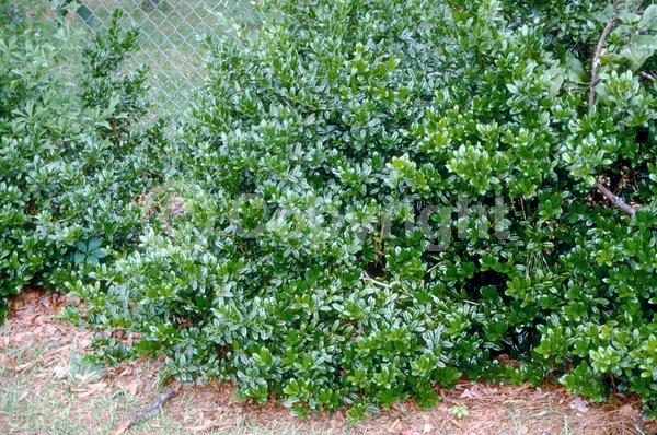 White blooms; Evergreen; Needles or needle-like leaf