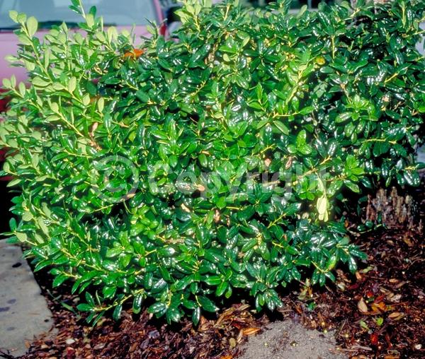 White blooms; Evergreen; Needles or needle-like leaf