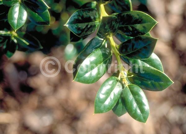 White blooms; Evergreen; Needles or needle-like leaf