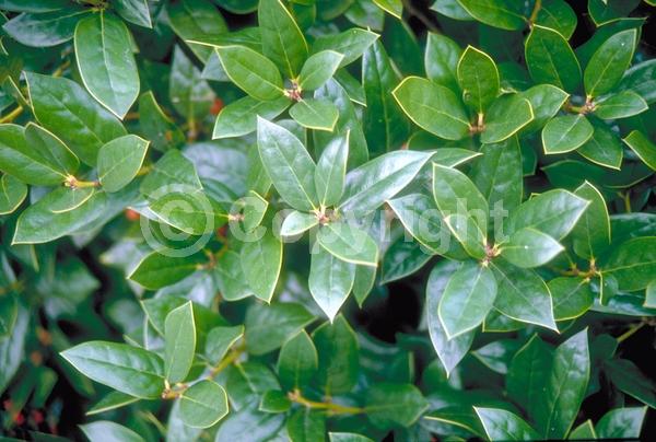 White blooms; Evergreen; Needles or needle-like leaf