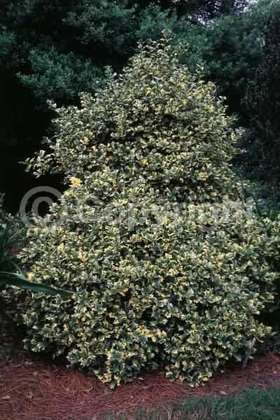 White blooms; Evergreen