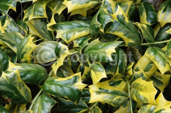 White blooms; Evergreen