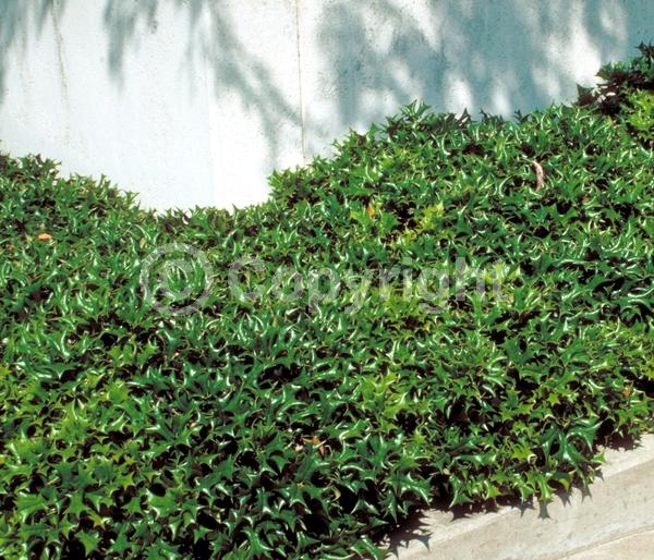White blooms; Evergreen; Needles or needle-like leaf