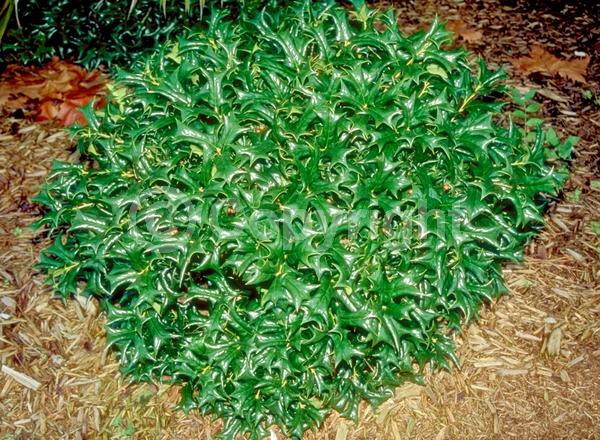 White blooms; Evergreen; Needles or needle-like leaf