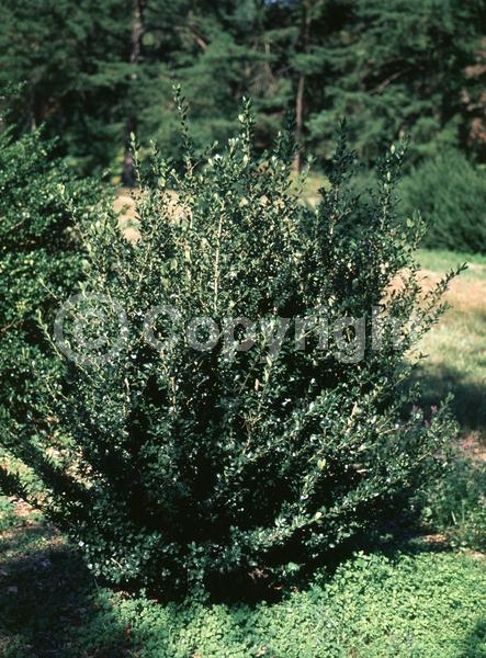 White blooms; Green blooms; Evergreen