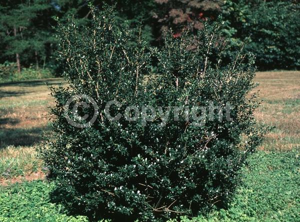 White blooms; Green blooms; Evergreen