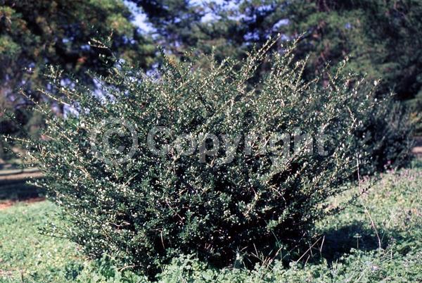 White blooms; Green blooms; Evergreen