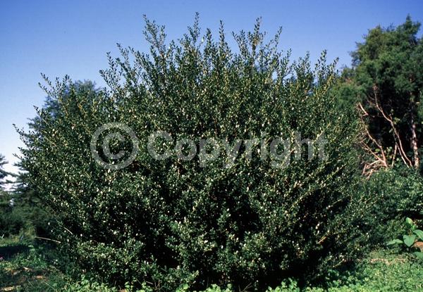 White blooms; Green blooms; Evergreen