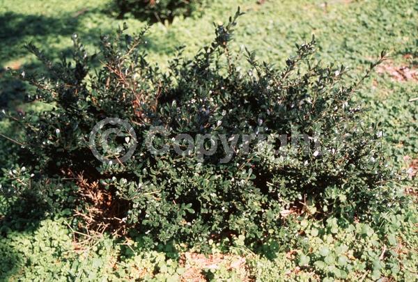 White blooms; Green blooms; Evergreen