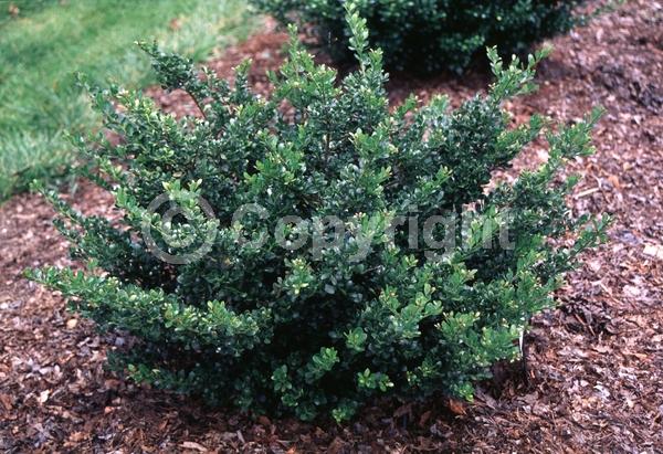 White blooms; Green blooms; Evergreen