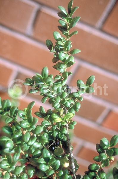 White blooms; Green blooms; Evergreen