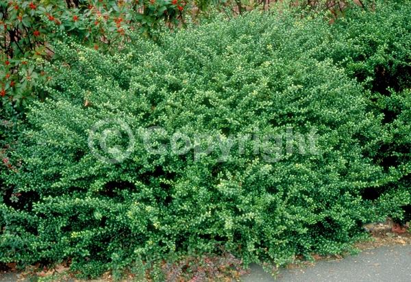 White blooms; Green blooms; Evergreen