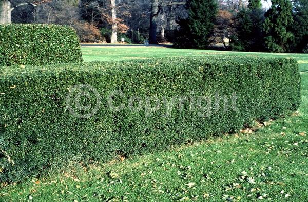 White blooms; Green blooms; Evergreen