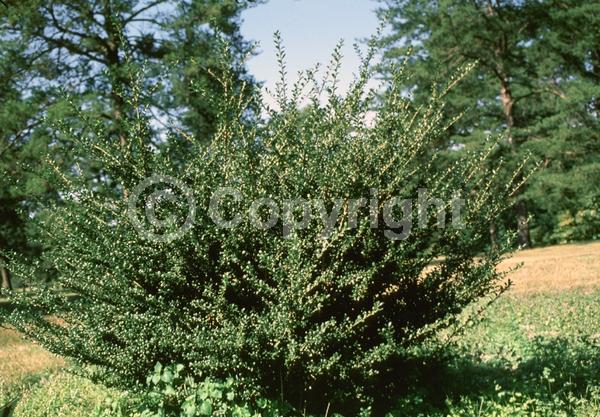 White blooms; Green blooms; Evergreen