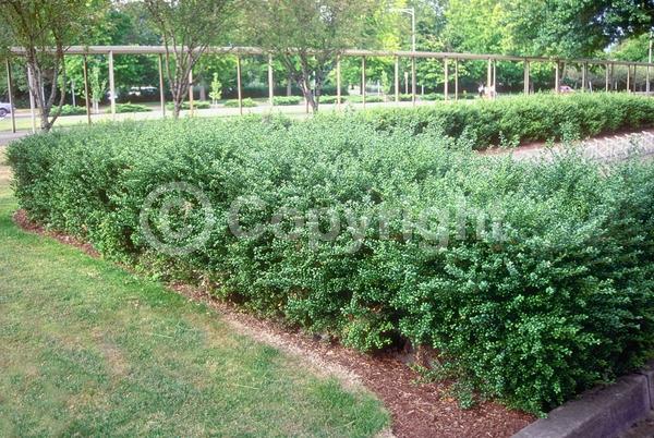 White blooms; Green blooms; Evergreen