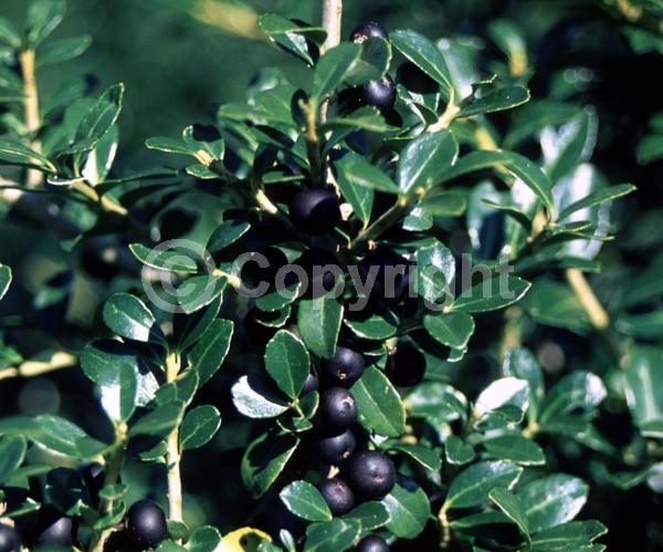 White blooms; Green blooms; Evergreen