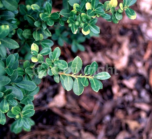 White blooms; Green blooms; Evergreen