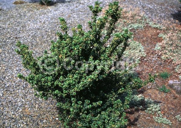 White blooms; Green blooms; Evergreen