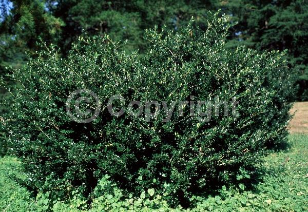 White blooms; Green blooms; Evergreen