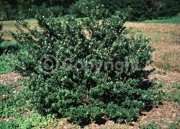 White blooms; Green blooms; Evergreen